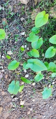 Arisarum