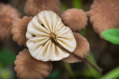 Marasmius anomalus