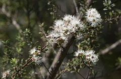 Kunzea ambigua