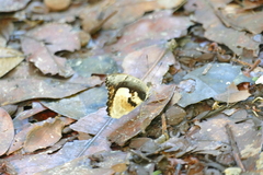 Euriphene gambiae