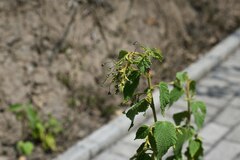 Sidastrum paniculatum