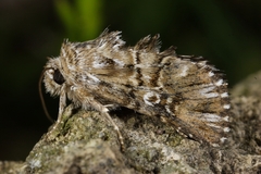 Omphalophana antirrhinii