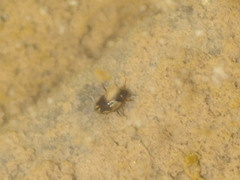 Hydroglyphus geminus