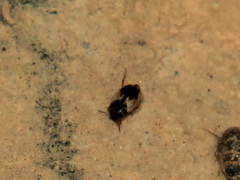 Hydroglyphus geminus