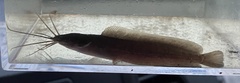 Clarias batrachus