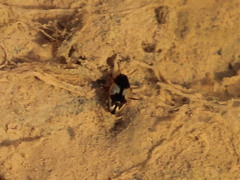 Hydroglyphus geminus