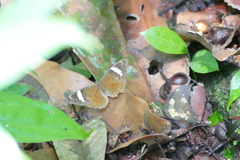 Euriphene