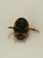 Hyphydrus aubei