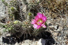 Echinocereus engelmannii fasciculatus