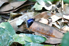 Charaxes thysi