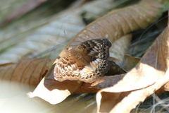 Euryphura chalcis