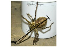 Eusparassus walckenaeri