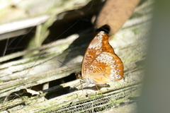 Euryphura chalcis
