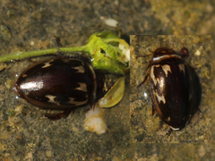 Platambus maculatus