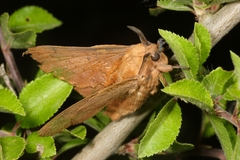 Gastropacha quercifolia