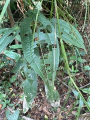 Miconia tococoronata
