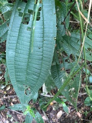 Miconia tococoronata