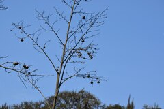 Furcraea