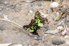 Graphium tynderaeus