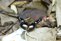 Hypolimnas dinarcha
