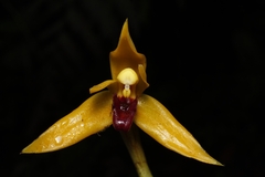 Maxillaria nasuta
