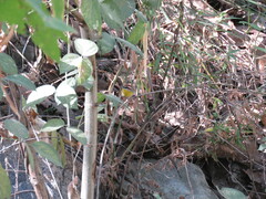 Basileuterus rufifrons