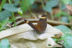 Bebearia fontaineana