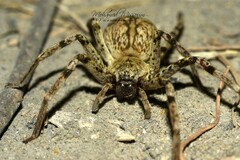 Eusparassus walckenaeri