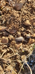 Porcellio ornatus
