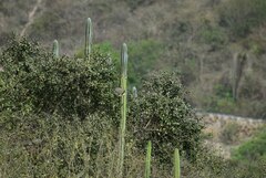 Saltator striatipectus