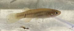Fundulus rubrifrons