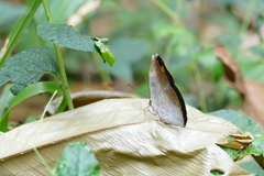 Bebearia fontaineana