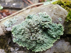 Heterodermia albicans