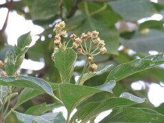 Lippia umbellata