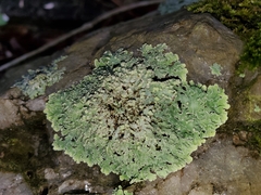 Heterodermia albicans