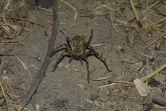 Eusparassus walckenaeri