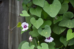 Ipomoea amnicola