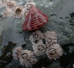 Calliostoma zizyphinum