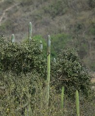 Saltator striatipectus