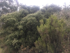Hakea sericea