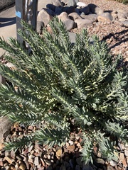 Myrsiniteae