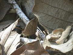 Pindis squamistriga