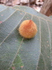 Striatoandricus nievesaldreyi