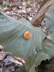 Striatoandricus nievesaldreyi