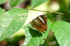 Euriphene