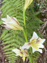 Gladiolus tristis