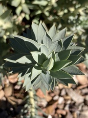 Myrsiniteae