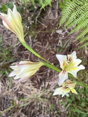 Gladiolus tristis