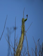 Praecereus euchlorus diffusus