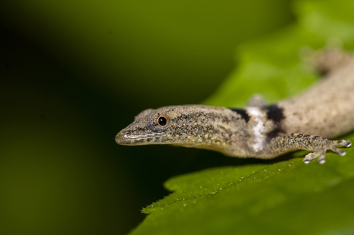 Least Gecko